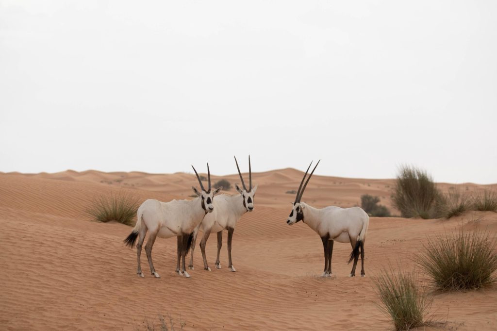 “البيئة – أبوظبي “: أبوظبي تواصل تطوير حلول مبتكرة لتعزيز التكيّف مع تغيّر المناخ وحماية الموارد الطبيعية