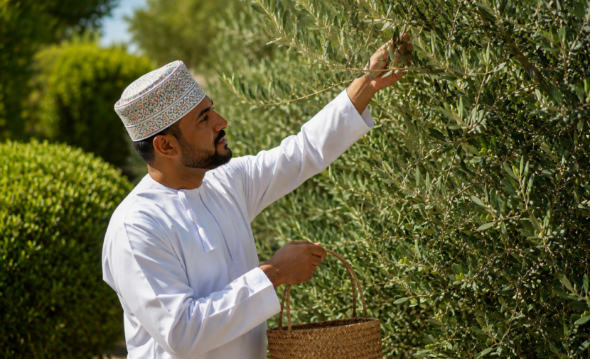 منتجع أنانتارا الجبل الأخضر يحتفي بإرث عُمان في زراعة الزيتون مع النسخة الخامسة من مهرجان حصاد الزيتون