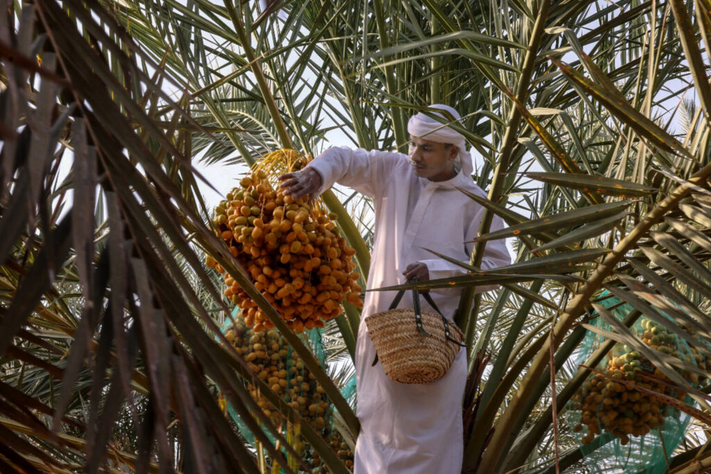 آلية تقييم مسابقات مهرجان الوثبة للرطب تركز على جودة الثمار والممارسات الزراعية المستدامة