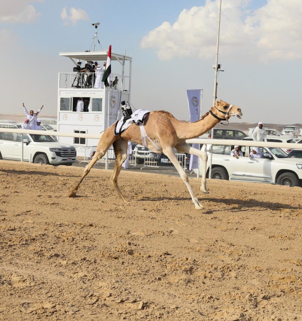مهرجان الظفرة الرابع لسباقات الهجن ينطلق غداً
